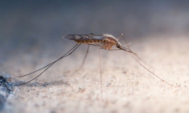 As temperatures increase and rainfall patterns change, pests such as mosquitoes are being pushed into new areas where people may have little immunity to the diseases they carry.