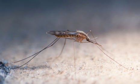 Mosquitos such as Aedes and Anopheles are important vectors for malaria, yellow fever, dengue, Chikungunya, lymphatic filariasis and Japanese encephalitis. 