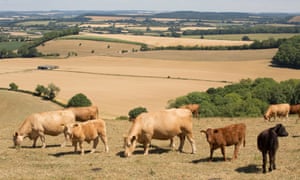 Cattle graze in a field of dried grass in Wiltshire, England, during the 2018 heatwave.