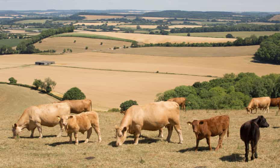 Cattle graze in a field of dried grass in Wiltshire, England, during the 2018 heatwave.