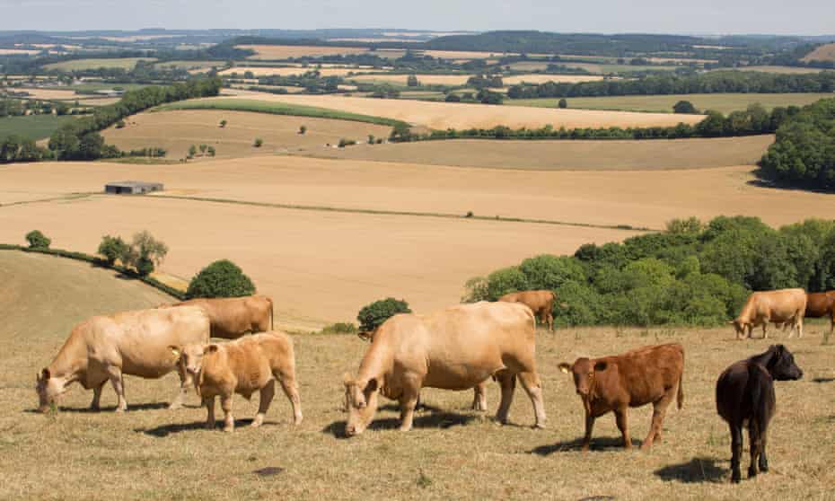 Cattle graze in a field of dried grass in Wiltshire, England, during the 2018 heatwave. 