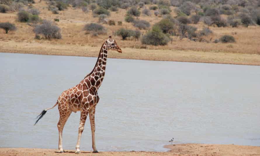 Reticulated giraffe in Laikipia County, Kenya.
