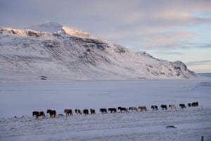 Cavalos islandeses andam na neve em Hunavatnshreppur. Os cavalos são únicos por terem cinco andaduras, enquanto outros cavalos normalmente têm três ou quatro