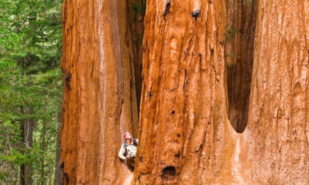 Most giant sequoias lie within protected national parks.