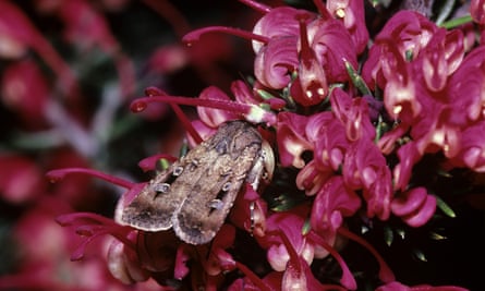 Scientists think the “astonishing” drop in bogong moth numbers is linked to climate change, with extensive droughts in recent years in locations where the moths breed before migrating to alpine regions.