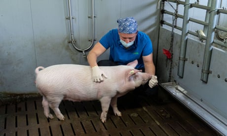 Investigadores alemanes modifican genéticamente cerdos para trasplantarlos a humanos<br>Un cerdo se encuentra en un establo de la Universidad Ludwig-Maximilians de Munich en la granja de prueba de pantano Badersfeld en Oberschleissheim, Alemania, el 24 de enero de 2022. Los científicos de LMU están utilizando ingeniería genética para cultivar órganos de donantes en cerdos.  Foto tomada el 24 de enero de 2022. REUTERS/Lukas Barth