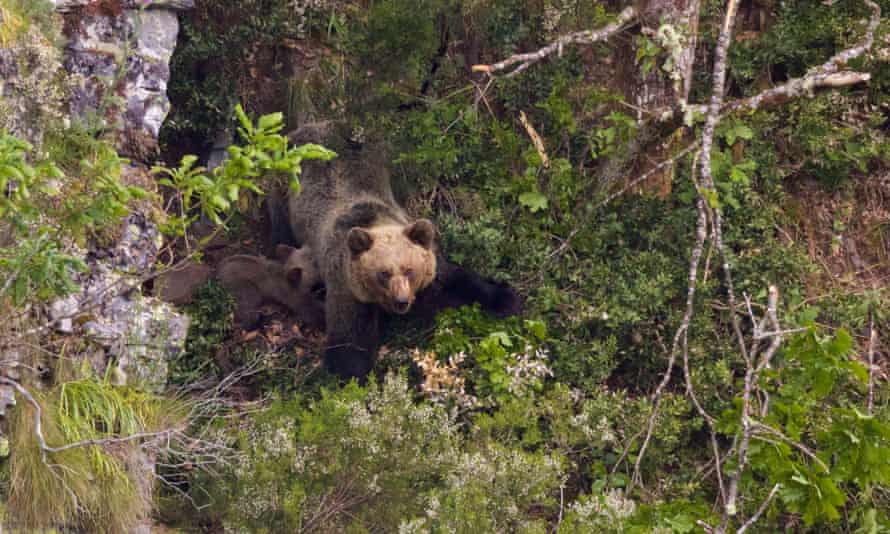 A mother brown bear with her cub in the Asturias.