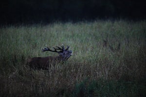 A deer crosses a clearing in the Rambouillet forest 60km sout-west of Paris, France.