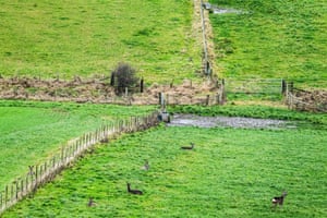 Wild Roe Deer em fazendas na aldeia de Oxnam na fronteira escocesa. O cervo só vai pastar em campos onde não há gado porque é limpo. Ovas podem ser vistas em pequenos grupos nos meses de inverno