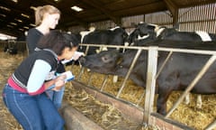 Students with cows on farm.