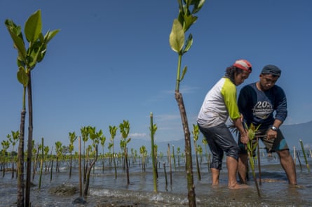 Volunteers plant mangrove trees