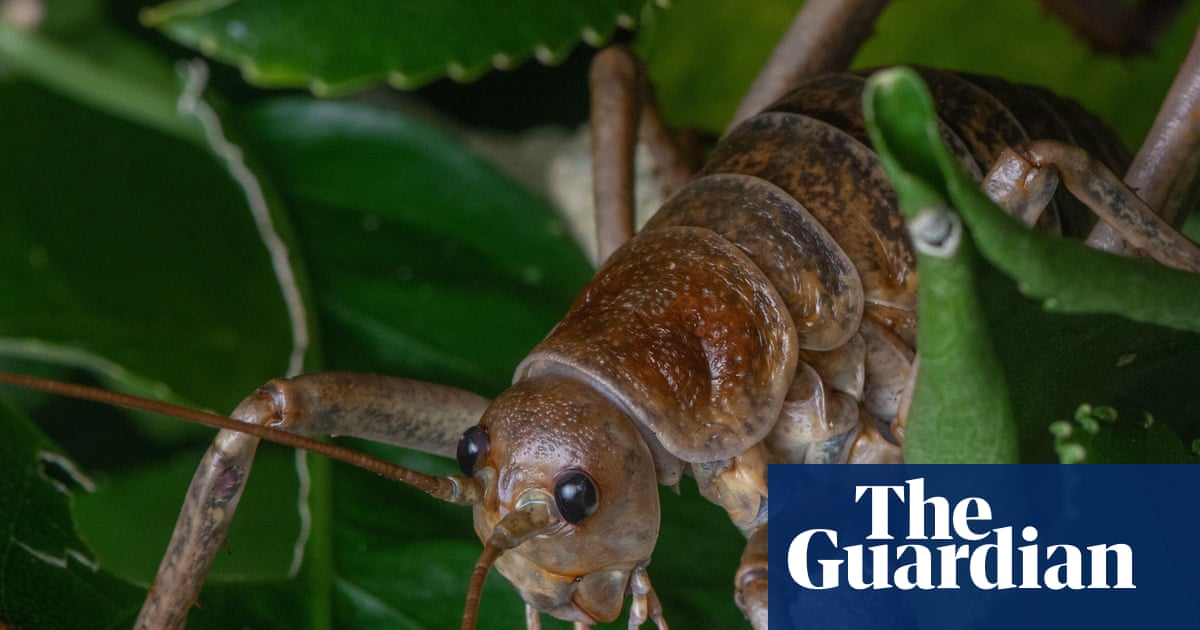 'The future is bright': breeding programme brings world's heaviest insect back from the brink
