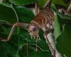 ‘The future is bright’: breeding programme brings world’s heaviest insect back from the brink