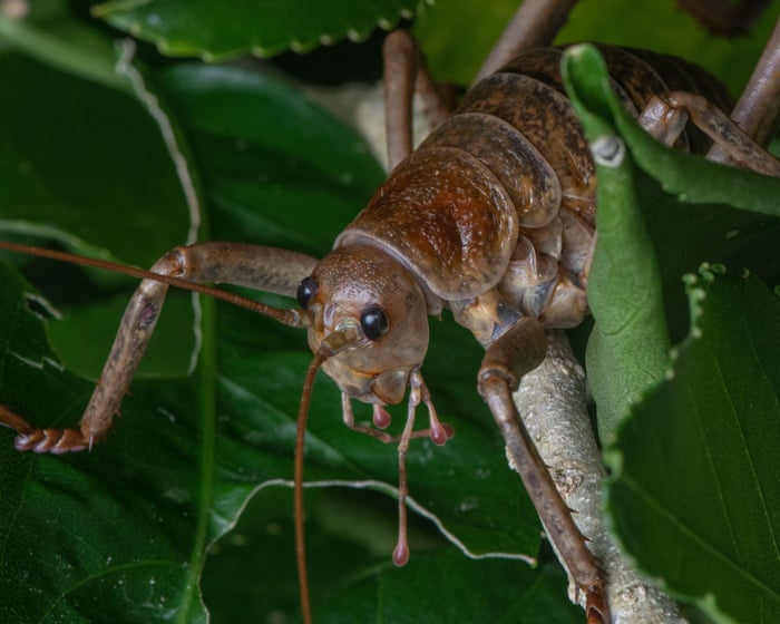 ‘The future is bright’: breeding programme brings world’s heaviest insect back from the brink