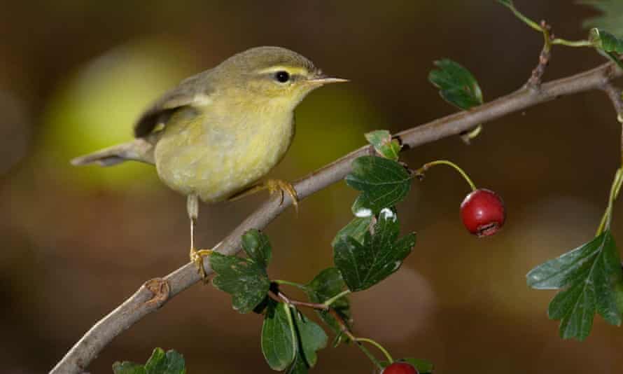 A brown and yellow willow warbler on a branch. 