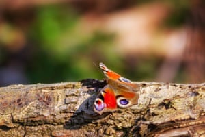 A Peacock butterfly