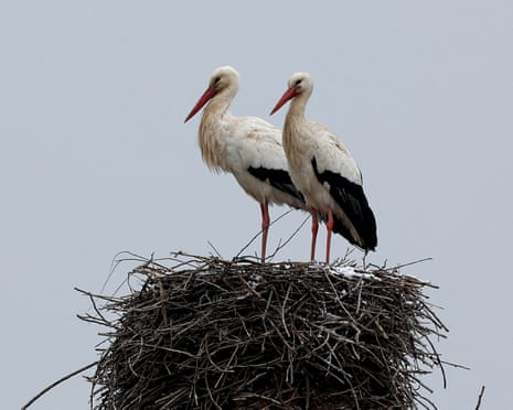 Health risk fears for storks in Europe over ‘junk food’ from landfill Health risk fears for storks in Europe over ‘junk food’ from landfill