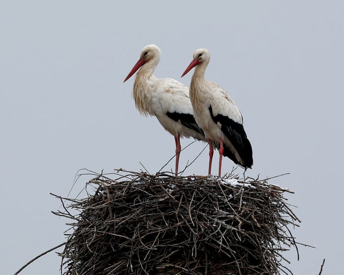 Health risk fears for storks in Europe over ‘junk food’ from landfill