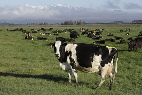 Dairy cows graze on a farm near Oxford, in the South Island of New Zealand
