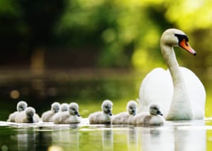 A swan and cygnets on a pond on a sunny day in Bushy Park, Dublin
