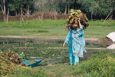 A Kashmiri woman collects lotus stem roots from Wular Lake in north Kashmir’s Bandipora district.