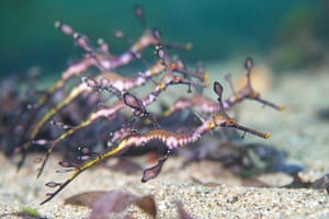 A school of weedy seadragons – an extremely rare sight for these typically solitary animals, Australia