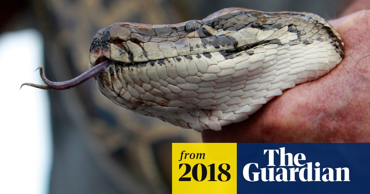 Snake Eats Alligator And Explodes