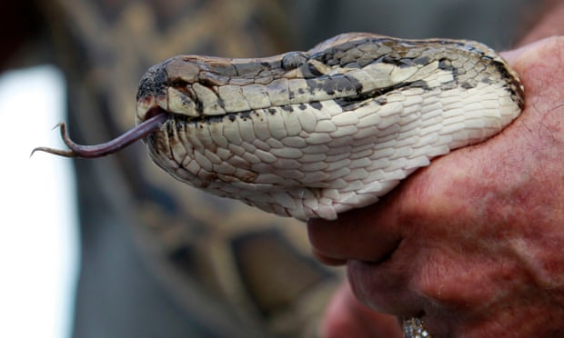 Florida python hunters