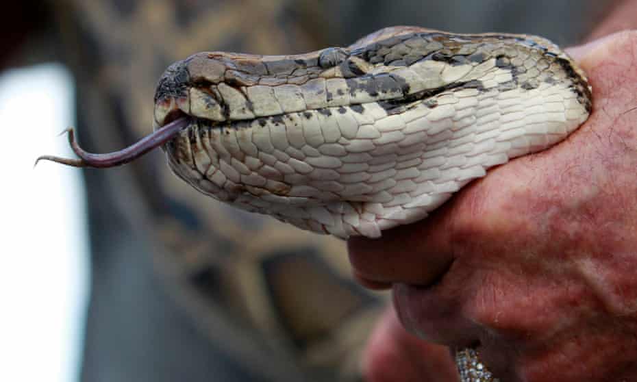 A previously captured 13-foot Burmese python is held for the press.