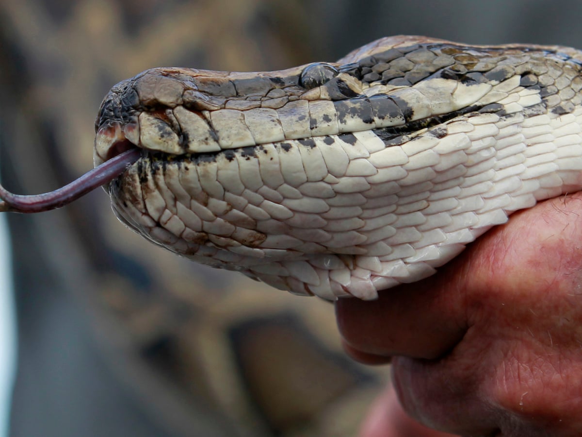 woman swallowed by giant python in