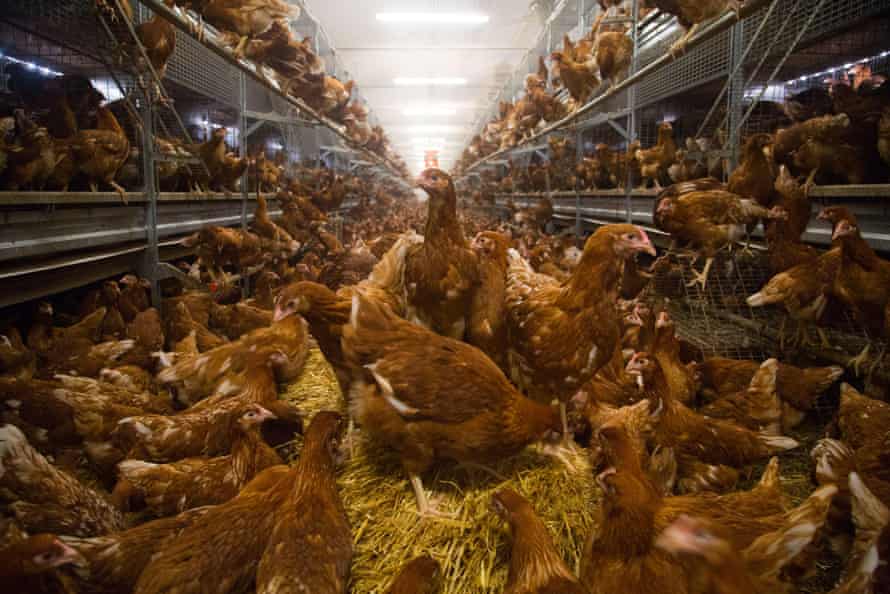 Free range laying hens inside a shed on a British farm in Shropshire, UK