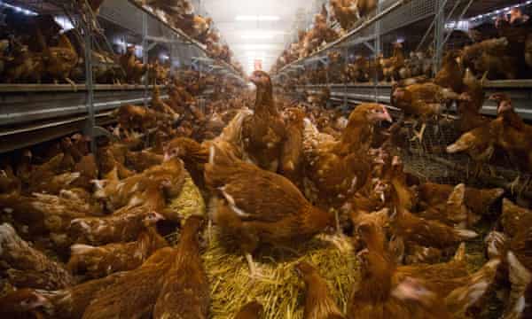 Free-range laying hens inside a shed.