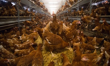 Hens inside a shed on a British farm in Shropshire.