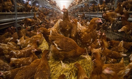 Chicken farm, Shropshire