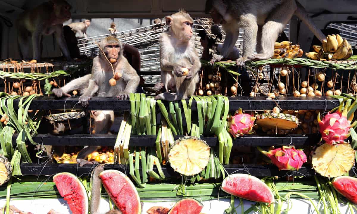 Monkey Buffet Festival in Thailand