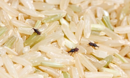 Rice weevils in milled rice