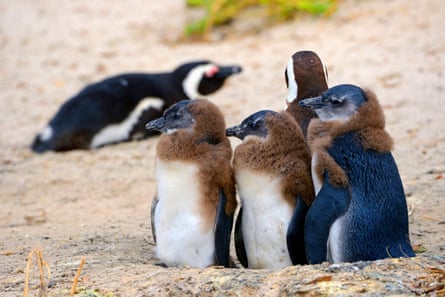 African penguins, also known as black-footed or Jackass penguins, on Boulders beach in Western Cape, South Africa.