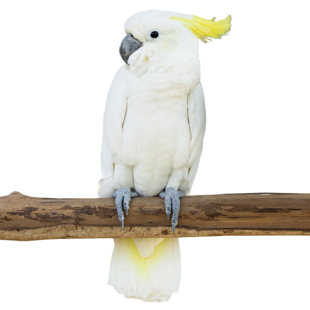 Our cheeky pet cockatoo morphed into a little dictator. Then the war began  | Gabrielle Chan | The Guardian