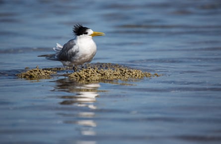 Greater crested tern on the water
