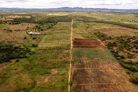 Aerial view of a patchwork of fields with rows of crops