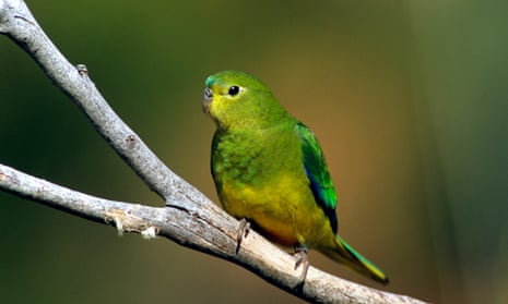 An orange-bellied parrot in wild. Just 23 birds arrived at the breeding site last year, compared to at least 40 this year. 