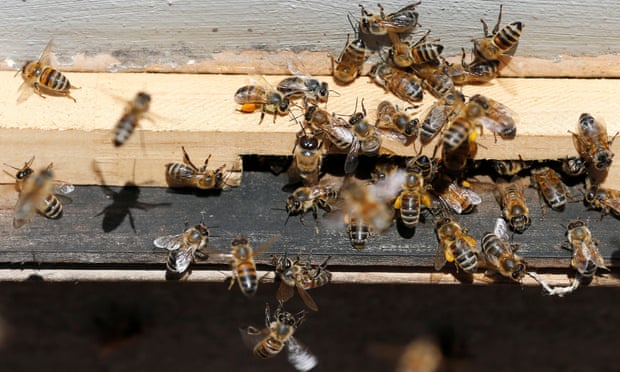 ‘Insect apocalypse’ poses risk to all life on Earth, conservationists warn