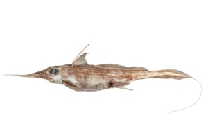 Uma nova espécie de tubarão fantasma, com um nariz anormalmente longo e uma cauda em forma de chicote, foi descoberta nas profundezas escuras das águas da Nova Zelândia. Os peixes misteriosos são normalmente encontrados em grandes profundidades oceânicas – até 2.600 metros – e pouco se sabe sobre sua biologia ou as ameaças que enfrentam.