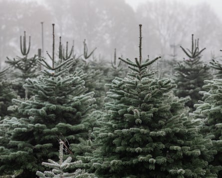Frost covered Nordmann fir trees on a Christmas tree farm