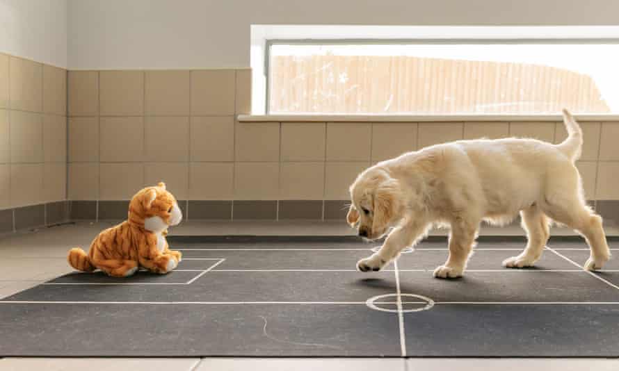 Cute puppy with a stuffed toy