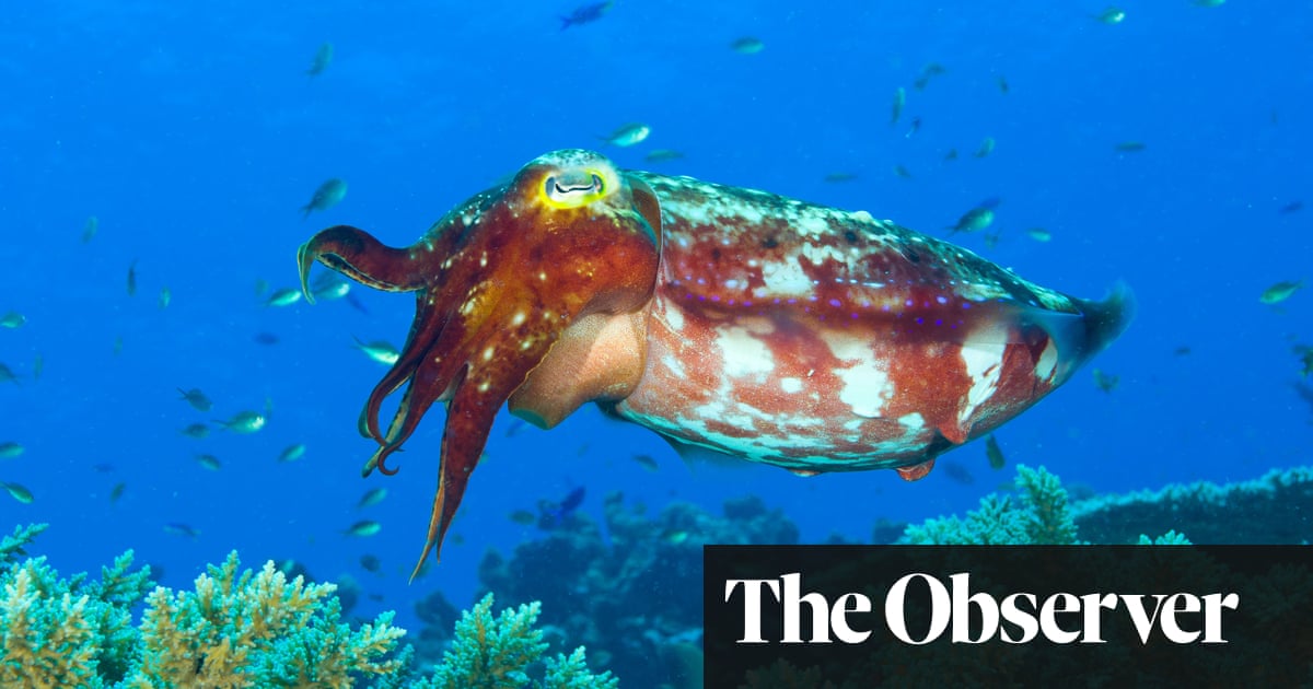 They called it black gold': but should cuttlefish be on our menus?