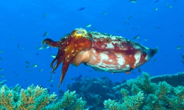 A broadclub cuttlefish (Sepia latimanus), Fathers reef, Kimbe Bay, Papua New Guinea.<br>CNT4YG A broadclub cuttlefish (Sepia latimanus), Fathers reef, Kimbe Bay, Papua New Guinea.