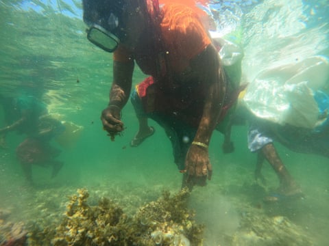 A female diver in a sari collecting seaweed