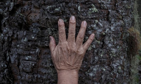 The hand of a woman in her 70s against the bark of a tree.