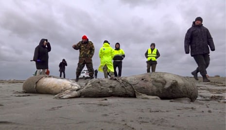 An image taken from footage provided by the RU-RTR Russian television channel on Sunday shows officials assessing the bodies of dead seals on shore of the Caspian Sea, Dagestan.